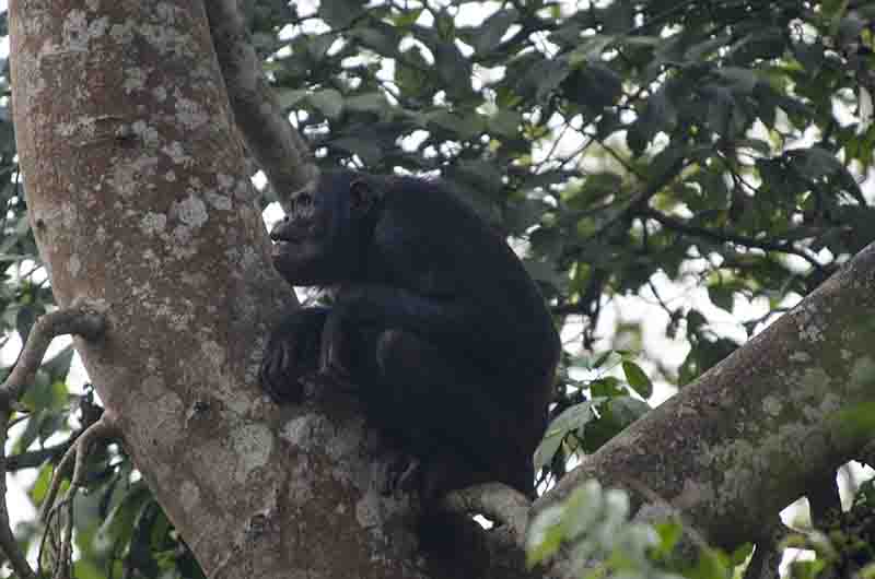 05 - Chimpance - parque nacional de Nyungwe - Ruanda